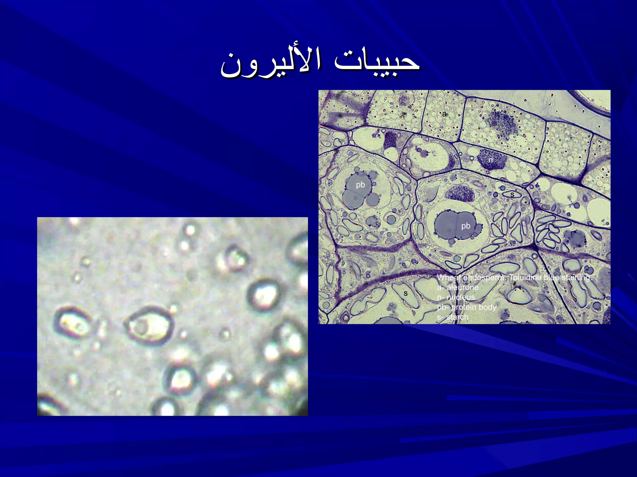 ‫حبيبات الليرون‬

 