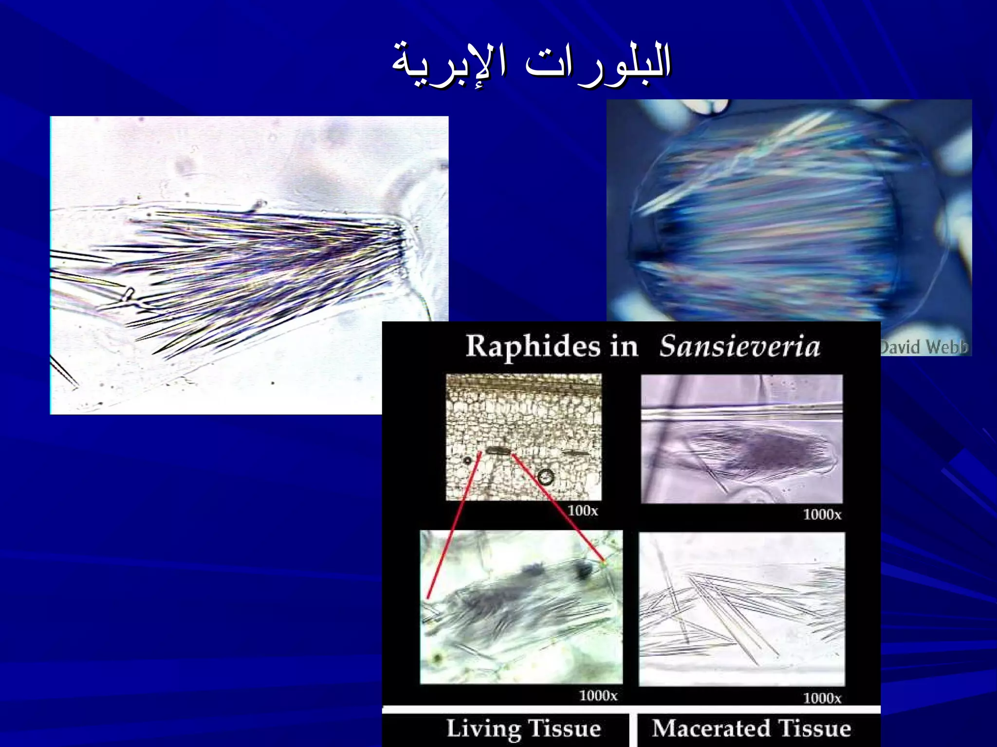 ‫البلورات البرية‬

 