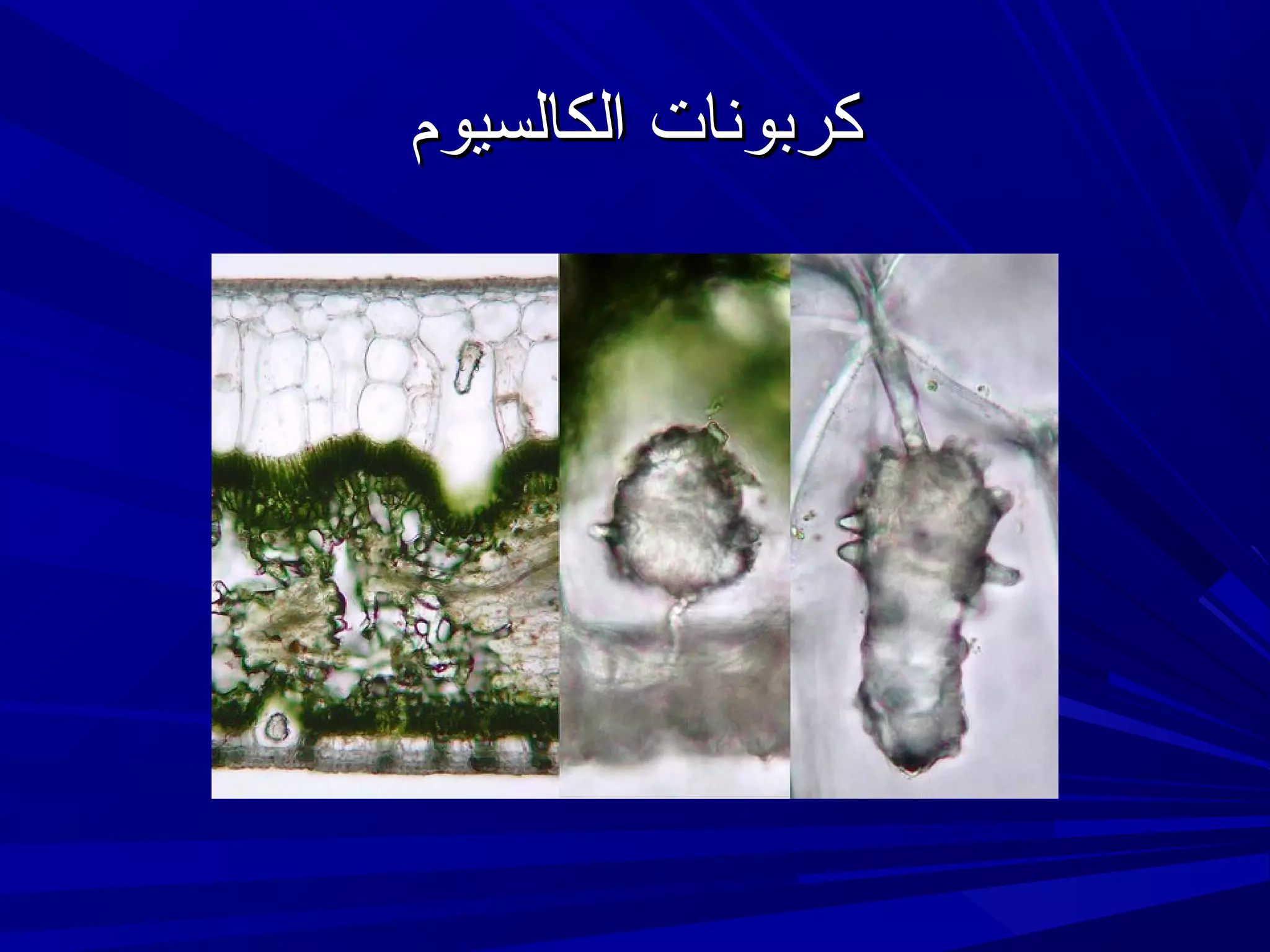 ‫كربونات الكالسيوم‬

 