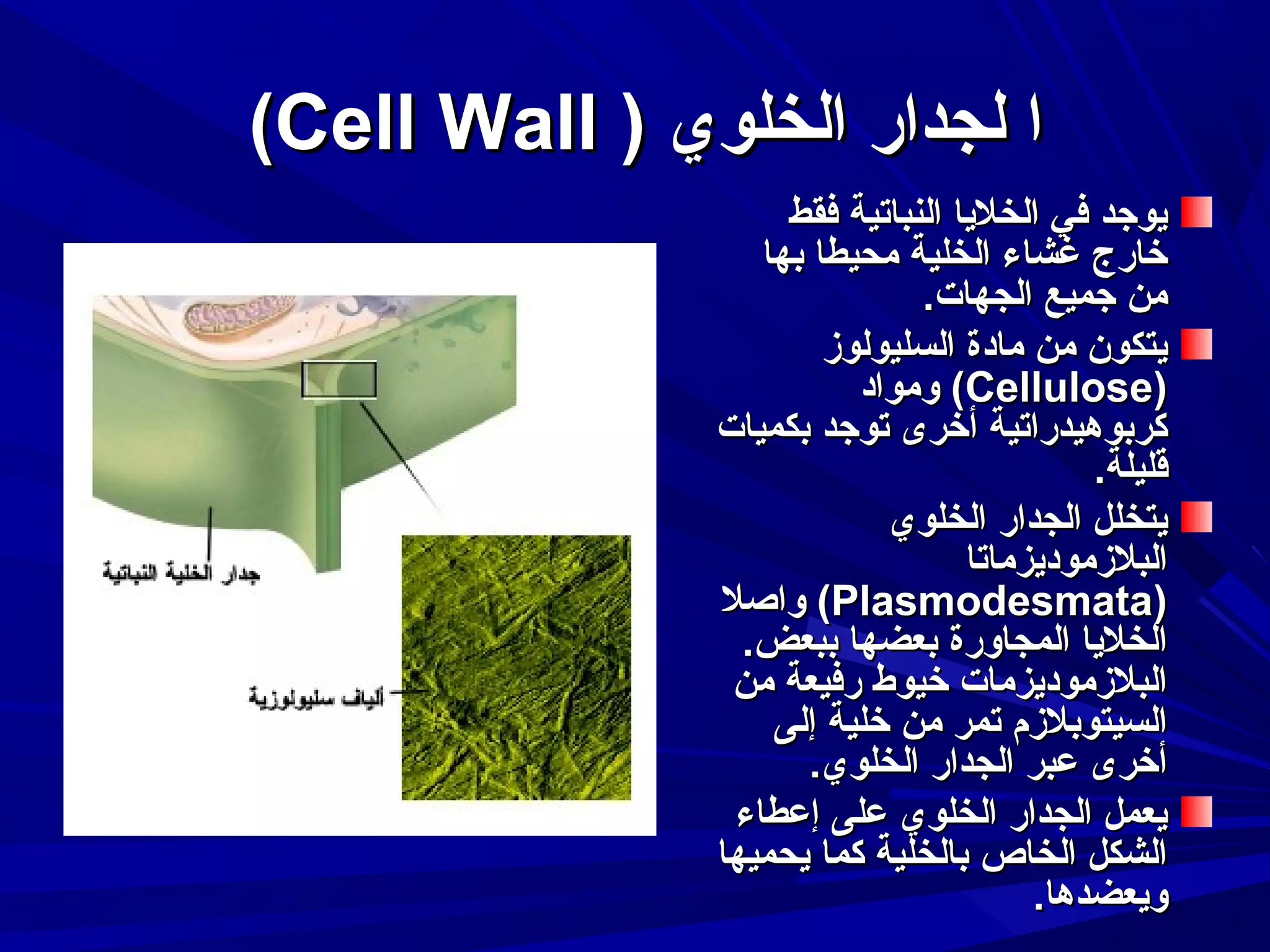 ‫ا لجدار الخلوي ) ‪(Cell Wall‬‬
‫ايوجد في الخلايا النباتية فقط‬
‫خارج غشاء الخلية محيطا بها‬
‫من جميع الجهات.‬
‫ايتكون من مادة السليولوز‬
‫)‪ (Cellulose‬ومواد‬
‫كربوهيدراتية أخرى توجد بكميات‬
‫قليلة.‬
‫ايتخلل الجدار الخلوي‬
‫البلزمودايزماتا‬
‫)‪ (Plasmodesmata‬واصل‬
‫الخلايا المجاورة بعضها ببعض.‬
‫البلزمودايزمات خيوط رفيعة من‬
‫السيتوبلزم تمر من خلية إلى‬
‫أخرى عبر الجدار الخلوي.‬
‫ايعمل الجدار الخلوي على إعطاء‬
‫الشكل الخاص بالخلية كما ايحميها‬
‫وايعضدها.‬

 