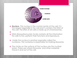  Nucleus- The nucleus is the control center of the cell. It is
the largest organelle in the cell and it contains the DNA of
the cell. The DNA of all cells is made up of chromosomes.

 DNA (Deoxyribonucleic Acid) contains all the information
for cells to live, perform their functions and reproduce.
 Inside the nucleus is another organelle called the
nucleolus. The nucleolus is responsible for making ribosome.
 The circles on the surface of the nucleus are the nuclear
pores. These are where ribosome, and other materials
move in and out of the cell.
 