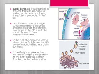  Golgi complex- It is organelle in
the cell that is responsible for
sorting and correctly shipping
the proteins produced in the
ER.
 Just like our postal packages
which should have a correct
shipping address, the proteins
produced in the ER, should be
correctly sent to their
respective address.
 In the cell, shipping and sorting
done by the Golgi complex. It is
a very important step in protein
synthesis.
 If the Golgi complex makes a
mistake in shipping the proteins
to the right address, certain
functions in the cell may stop.
 
