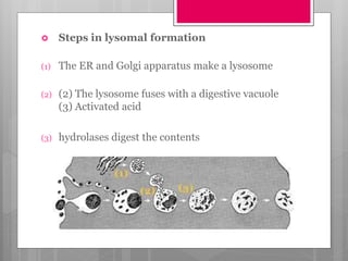  Steps in lysomal formation
(1) The ER and Golgi apparatus make a lysosome
(2) (2) The lysosome fuses with a digestive vacuole
(3) Activated acid
(3) hydrolases digest the contents
 