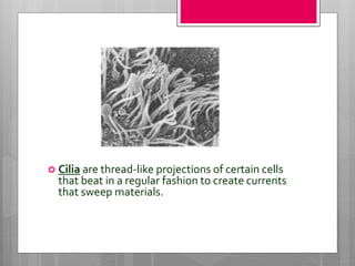  Cilia are thread-like projections of certain cells
that beat in a regular fashion to create currents
that sweep materials.
 