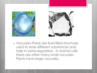 • Vacuoles-These are fluid-filled structures
used to store different substances and
help in osmo-regulation. In animal cells
there are often many small vacuoles.
Plants have large vacuoles.
 