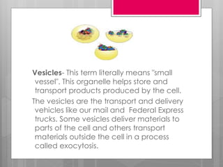 Vesicles- This term literally means "small
vessel". This organelle helps store and
transport products produced by the cell.
The vesicles are the transport and delivery
vehicles like our mail and Federal Express
trucks. Some vesicles deliver materials to
parts of the cell and others transport
materials outside the cell in a process
called exocytosis.
 
