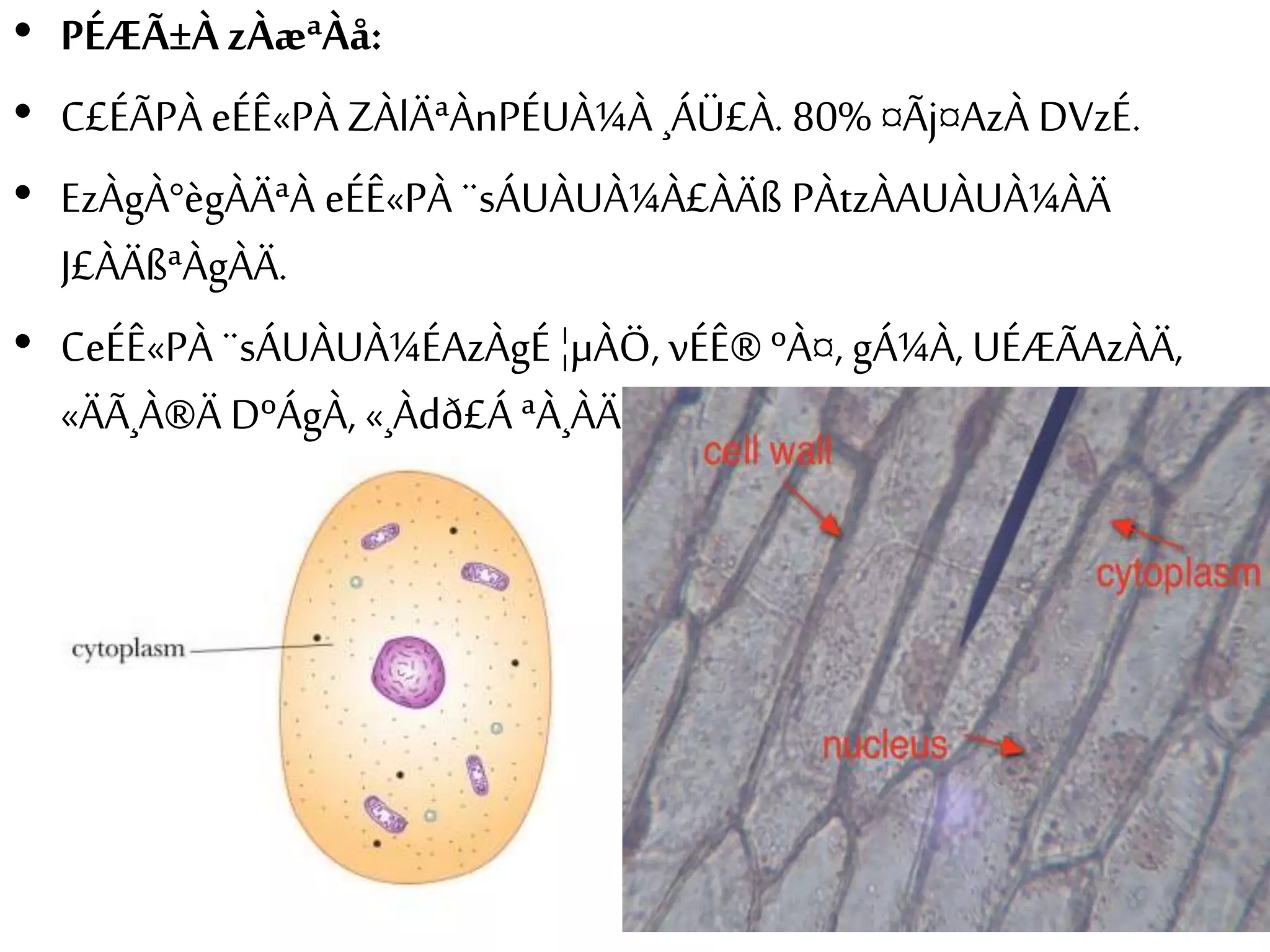 • PÉÆÃ±À zÀæªÀå: 
• C£ÉÃPÀ eÉÊ«PÀ ZÀlÄªÀnPÉUÀ¼À ¸ÁÜ£À. 80% ¤Ãj¤AzÀ DVzÉ. 
• EzÀgÀ°ègÀÄªÀ eÉÊ«PÀ ¨sÁUÀUÀ¼À£ÀÄß PÀtzÀAUÀUÀ¼ÀÄ 
J£ÀÄßªÀgÀÄ. 
• CeÉÊ«PÀ ¨sÁUÀUÀ¼ÉAzÀgÉ ¦μÀÖ, vÉÊ® ºÀ¤, gÁ¼À, UÉÆÃAzÀÄ, 
«ÄÃ¸À®Ä DºÁgÀ, «¸Àdð£Á ªÀ¸ÀÄÛUÀ¼ÀÄ EvÀå¢. 
 