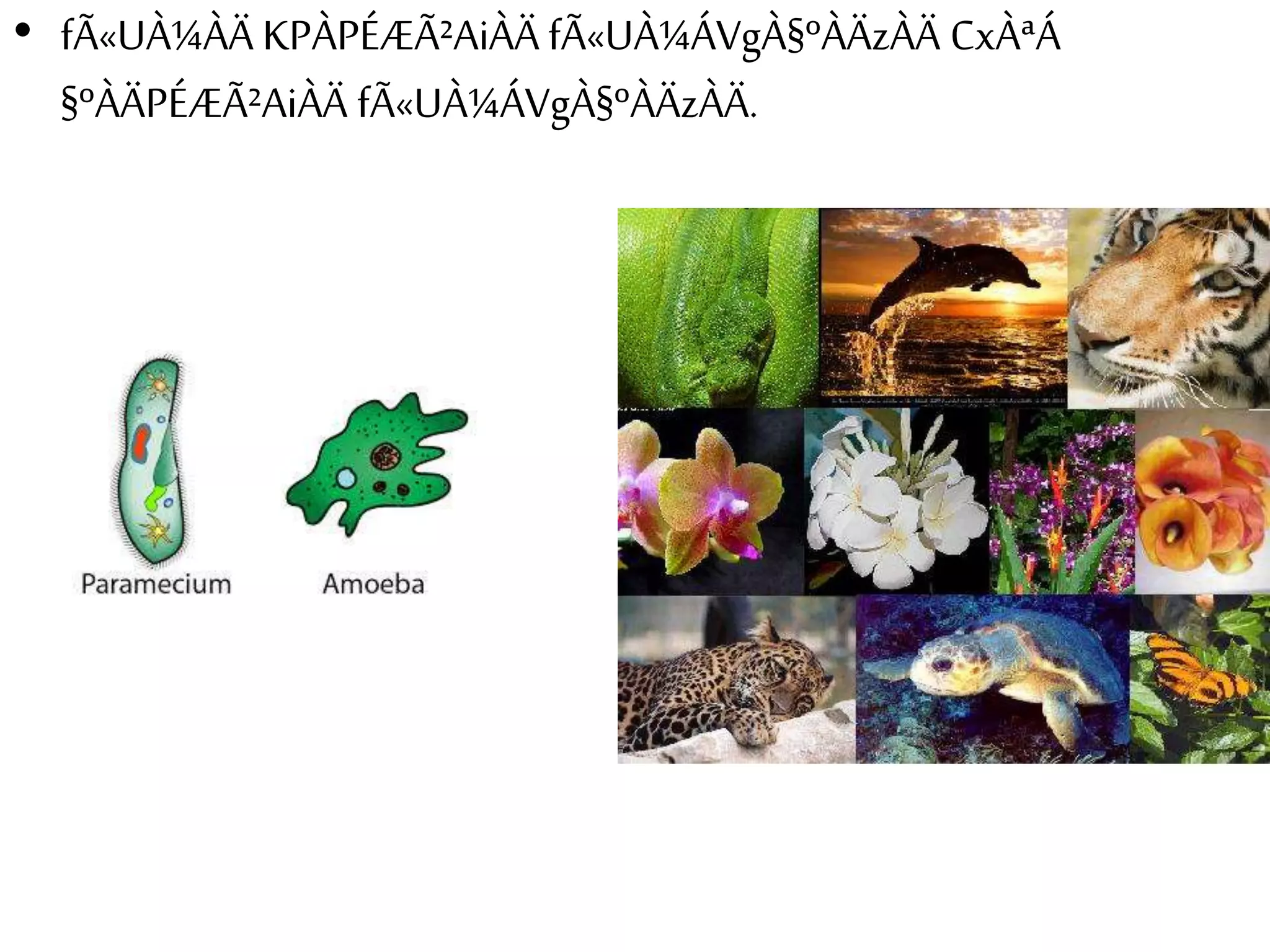 • fÃ«UÀ¼ÀÄ KPÀPÉÆÃ²AiÀÄ fÃ«UÀ¼ÁVgÀ§ºÀÄzÀÄ CxÀªÁ 
§ºÀÄPÉÆÃ²AiÀÄ fÃ«UÀ¼ÁVgÀ§ºÀÄzÀÄ. 
 