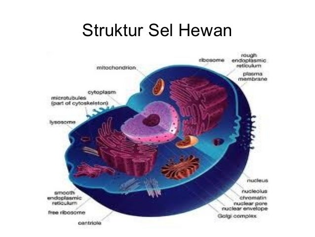 Cell Sel 