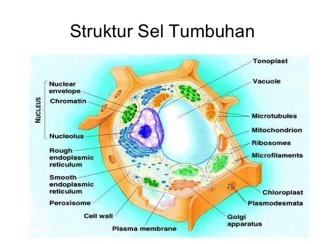 Cell Sel  