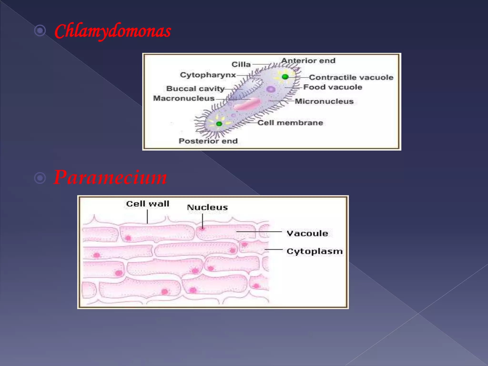  Chlamydomonas
Paramecium