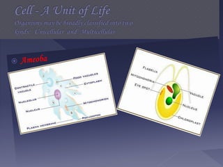 Cell