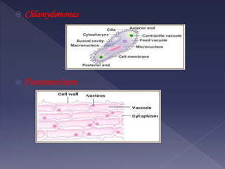 ? Chlamydomonas
? Paramecium
 