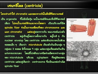 เซนทริโอล (centriole)
โครงร่างทาให้ chromatid แยกออกจากกันในสิ่งมีชีวิตบางเซลล์
เป็น organelle ที่ไม่มีเยื่อหุ้ม พบในเซลล์พืชและสิ่งมีชีวิตเซลล์
เดียว ไม่พบในเซลล์พืชและพวกไฮดรา เป็นบริเวณที่ยึด
spindle fiber ช่วยในการเคลื่อนที่ของ chromosome และ
แยก chromatid แต่ละคู่ออกจากกัน ขณะเซลล์แบ่งตัว
centriole อยู่เป็นคู่โดยวางตั้งฉากกัน อยู่ใกล้ ๆ กับ
nuclear envelop โดย centriole แต่ละอันประกอบไปด้วย
หลอดเล็ก ๆ เรียกว่า microtubule เรียงตัวกันเป็นกลุ่ม ๆ
กลุ่มละ 3 หลอด มีทั้งหมด 9 กลุ่ม แต่ละกลุ่มเชื่อมต่อกันเป็น
แท่งทรงกระบอก โดยมีโปรตีนบางชนิดช่วยยึดระหว่างกลุ่ม
ของ microtubule บริเวณ cytoplasm ที่อยู่ล้อมรอบ
centriole แต่ละคู่เรียกว่า centrosome ซึ่งเป็นแหล่งกาเนิด
spindle fiber
 