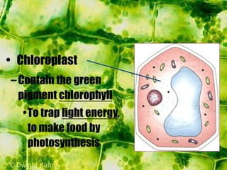–Contain the green
pigment chlorophyll
•To trap light energy,
to make food by
photosynthesis
• Chloroplast
 