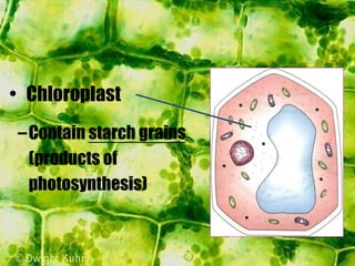 –Contain starch grains
(products of
photosynthesis)
• Chloroplast
 