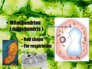 –Rod shape
–For respiration
• Mitochondrion
( mitochondria )
 