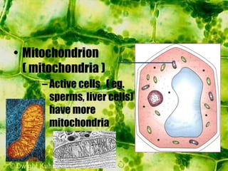 – Active cells ( eg.
sperms, liver cells)
have more
mitochondria
• Mitochondrion
( mitochondria )
 