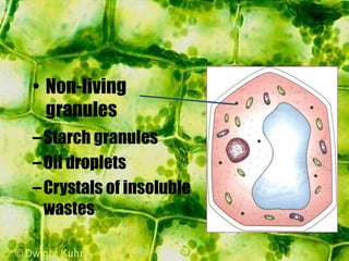 –Starch granules
–Oil droplets
–Crystals of insoluble
wastes
• Non-living
granules
 