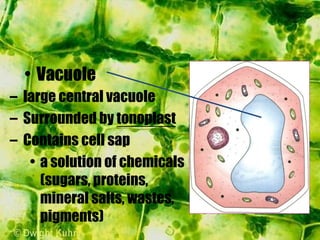 – large central vacuole
– Surrounded by tonoplast
– Contains cell sap
• a solution of chemicals
(sugars, proteins,
mineral salts, wastes,
pigments)
• Vacuole
 