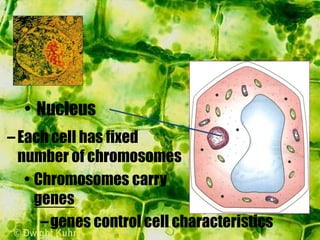 –Each cell has fixed
number of chromosomes
• Chromosomes carry
genes
–genes control cell characteristics
• Nucleus
 