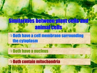 Similarities between plant cells and
animal cells
Both have a cell membrane surrounding
the cytoplasm
Both have a nucleus
Both contain mitochondria
 