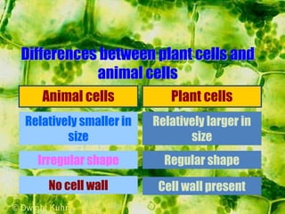 Differences between plant cells and
animal cells
Animal cells Plant cells
Relatively smaller in
size
Irregular shape
No cell wall
Relatively larger in
size
Regular shape
Cell wall present
 