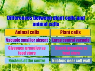 Animal cells Plant cells
Vacuole small or absent
Glycogen granules as
food store
Nucleus at the centre
Large central vacuole
Starch granules as
food store
Nucleus near cell wall
Differences between plant cells and
animal cells
 