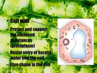 – Protect and support
the enclosed
substances
(protoplasm)
– Resist entry of excess
water into the cell
– Give shape to the cell
• Cell wall
 