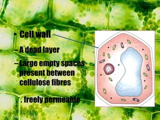 –A dead layer
–Large empty spaces
present between
cellulose fibres
freely permeable
• Cell wall
 