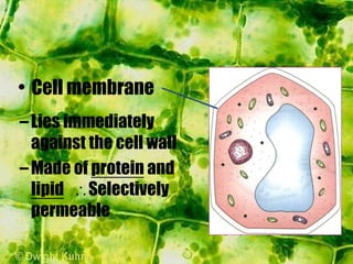 –Lies immediately
against the cell wall
–Made of protein and
lipid Selectively
permeable
• Cell membrane
 