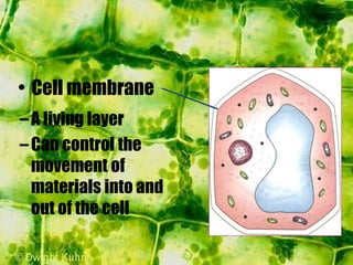 –A living layer
–Can control the
movement of
materials into and
out of the cell
• Cell membrane
 