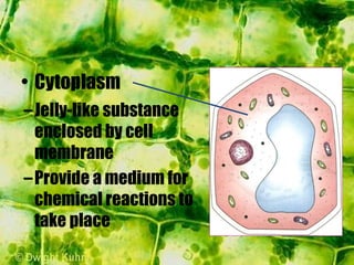 –Jelly-like substance
enclosed by cell
membrane
–Provide a medium for
chemical reactions to
take place
• Cytoplasm
 