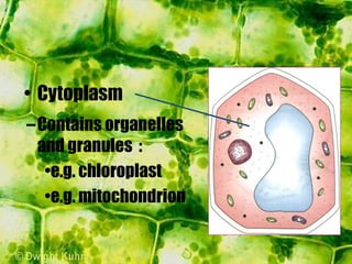 –Contains organelles
and granules :
•e.g. chloroplast
•e.g. mitochondrion
• Cytoplasm
 