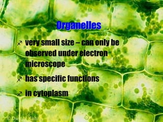 Organelles
 very small size – can only be
observed under electron
microscope
 has specific functions
 in cytoplasm
 