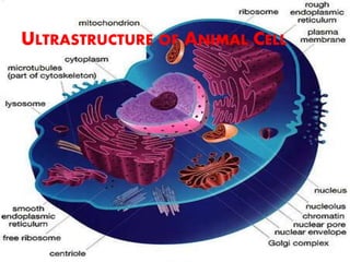 Sub Cell Structure Cell: THE FUNDAMENTAL UNIT OF LIFE | PPTX