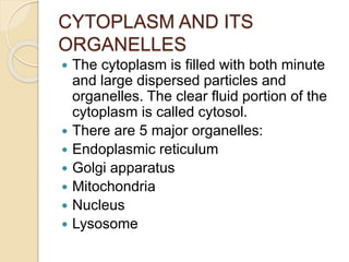 CYTOPLASM AND ITS
ORGANELLES
 The cytoplasm is filled with both minute
and large dispersed particles and
organelles. The clear fluid portion of the
cytoplasm is called cytosol.
 There are 5 major organelles:
 Endoplasmic reticulum
 Golgi apparatus
 Mitochondria
 Nucleus
 Lysosome
 