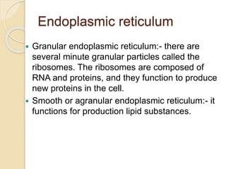 Endoplasmic reticulum
 Granular endoplasmic reticulum:- there are
several minute granular particles called the
ribosomes. The ribosomes are composed of
RNA and proteins, and they function to produce
new proteins in the cell.
 Smooth or agranular endoplasmic reticulum:- it
functions for production lipid substances.
 