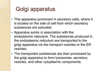 Golgi apparatus
 This apparatus prominent in secretory cells, where it
is located on the side of cell from which secretory
substances are extruded.
 Apparatus works in association with the
endoplasmic reticulum. The substances produced in
the endoplasmic reticulum are transported to the
golgi apparatus via the transport vesicles or the ER
vesicles.
 The transported substances are then processed by
the golgi apparatus to form lysosomes, secretory
vesicles, and other cytoplasmic components.
 