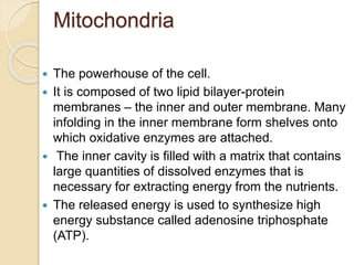 Mitochondria
 The powerhouse of the cell.
 It is composed of two lipid bilayer-protein
membranes – the inner and outer membrane. Many
infolding in the inner membrane form shelves onto
which oxidative enzymes are attached.
 The inner cavity is filled with a matrix that contains
large quantities of dissolved enzymes that is
necessary for extracting energy from the nutrients.
 The released energy is used to synthesize high
energy substance called adenosine triphosphate
(ATP).
 
