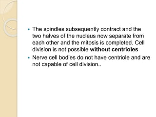  The spindles subsequently contract and the
two halves of the nucleus now separate from
each other and the mitosis is completed. Cell
division is not possible without centrioles
 Nerve cell bodies do not have centriole and are
not capable of cell division..
 