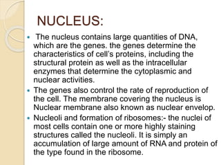 NUCLEUS:
 The nucleus contains large quantities of DNA,
which are the genes. the genes determine the
characteristics of cell’s proteins, including the
structural protein as well as the intracellular
enzymes that determine the cytoplasmic and
nuclear activities.
 The genes also control the rate of reproduction of
the cell. The membrane covering the nucleus is
Nuclear membrane also known as nuclear envelop.
 Nucleoli and formation of ribosomes:- the nuclei of
most cells contain one or more highly staining
structures called the nucleoli. It is simply an
accumulation of large amount of RNA and protein of
the type found in the ribosome.
 