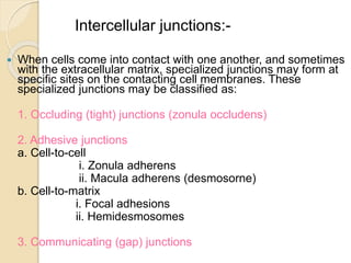  When cells come into contact with one another, and sometimes
with the extracellular matrix, specialized junctions may form at
specific sites on the contacting cell membranes. These
specialized junctions may be classified as:
1. Occluding (tight) junctions (zonula occludens)
2. Adhesive junctions
a. Cell-to-cell
i. Zonula adherens
ii. Macula adherens (desmosorne)
b. Cell-to-matrix
i. Focal adhesions
ii. Hemidesmosomes
3. Communicating (gap) junctions
Intercellular junctions:-
 