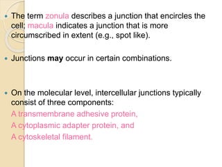  The term zonula describes a junction that encircles the
cell; macula indicates a junction that is more
circumscribed in extent (e.g., spot like).
 Junctions may occur in certain combinations.
 On the molecular level, intercellular junctions typically
consist of three components:
A transmembrane adhesive protein,
A cytoplasmic adapter protein, and
A cytoskeletal filament.
 
