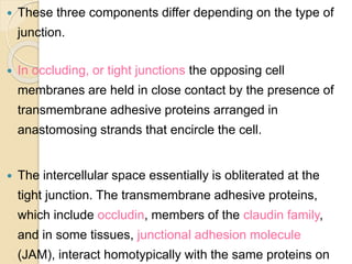  These three components differ depending on the type of
junction.
 In occluding, or tight junctions the opposing cell
membranes are held in close contact by the presence of
transmembrane adhesive proteins arranged in
anastomosing strands that encircle the cell.
 The intercellular space essentially is obliterated at the
tight junction. The transmembrane adhesive proteins,
which include occludin, members of the claudin family,
and in some tissues, junctional adhesion molecule
(JAM), interact homotypically with the same proteins on
 