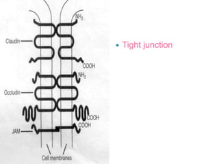  Tight junction
 