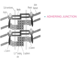  ADHERING JUNCTION
 