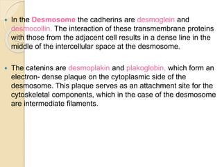  In the Desmosome the cadherins are desmoglein and
desmocollin. The interaction of these transmembrane proteins
with those from the adjacent cell results in a dense line in the
middle of the intercellular space at the desmosome.
 The catenins are desmoplakin and plakoglobin, which form an
electron- dense plaque on the cytoplasmic side of the
desmosome. This plaque serves as an attachment site for the
cytoskeletal components, which in the case of the desmosome
are intermediate filaments.
 