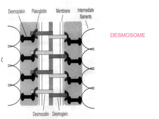 DESMOSOME
 