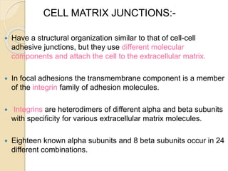  Have a structural organization similar to that of cell-cell
adhesive junctions, but they use different molecular
components and attach the cell to the extracellular matrix.
 In focal adhesions the transmembrane component is a member
of the integrin family of adhesion molecules.
 Integrins are heterodimers of different alpha and beta subunits
with specificity for various extracellular matrix molecules.
 Eighteen known alpha subunits and 8 beta subunits occur in 24
different combinations.
CELL MATRIX JUNCTIONS:-
 